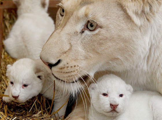 adorable white lion triplets